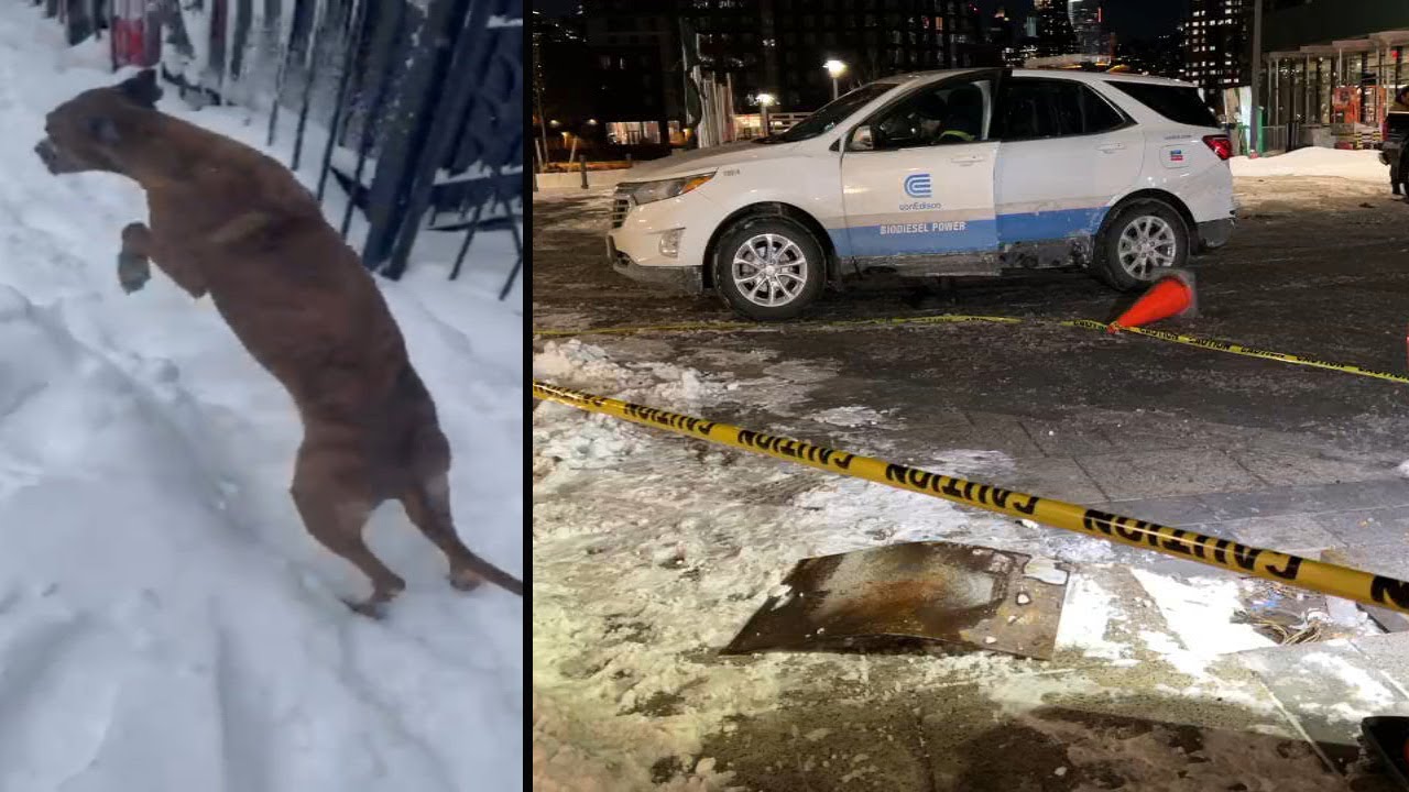 Dog electrocuted while walking over metal plate in Brooklyn