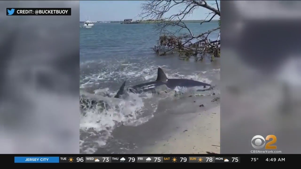 New York. Shark spotted on Long Island shore