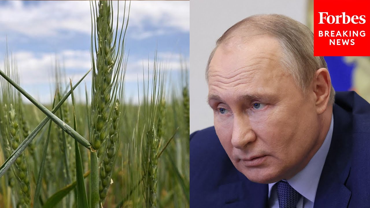 US Officials Say Russia Is Stealing Ukrainian Grain – Here’s What We Know About Where It’s Going