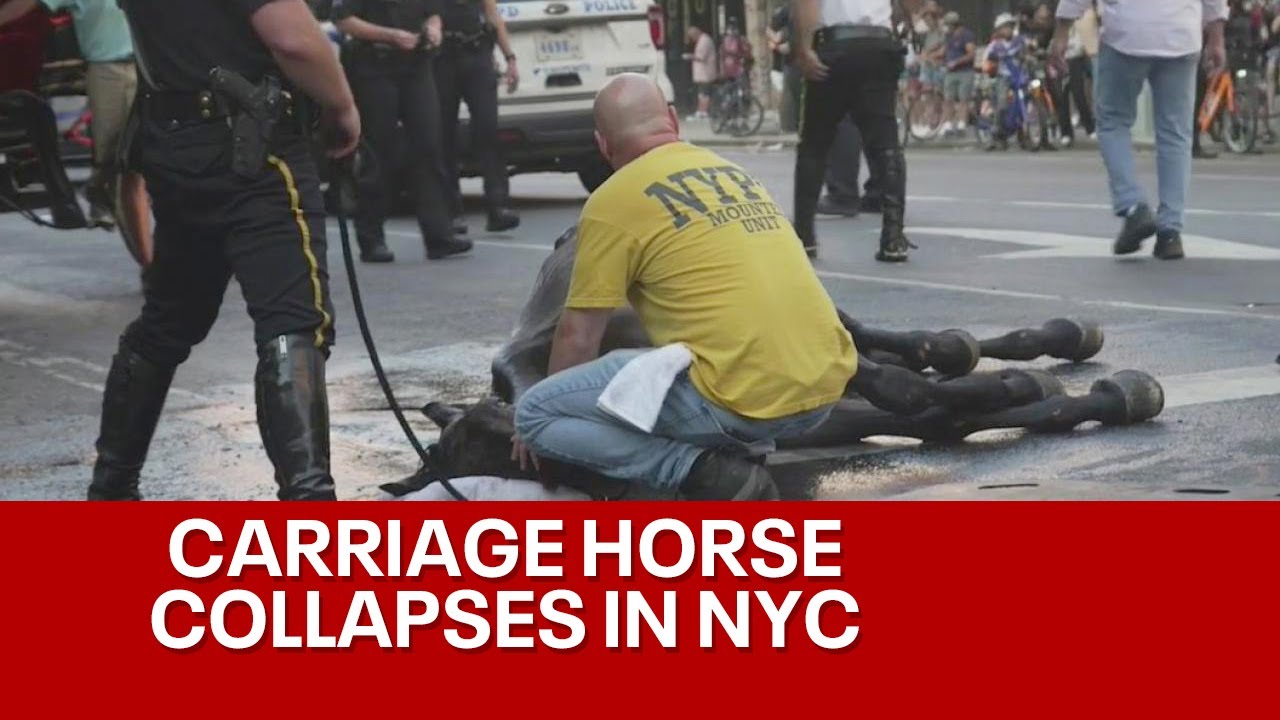 Carriage horse collapse in Manhattan