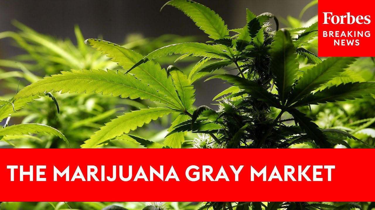 What The Marijuana Gray Market Means For Americans