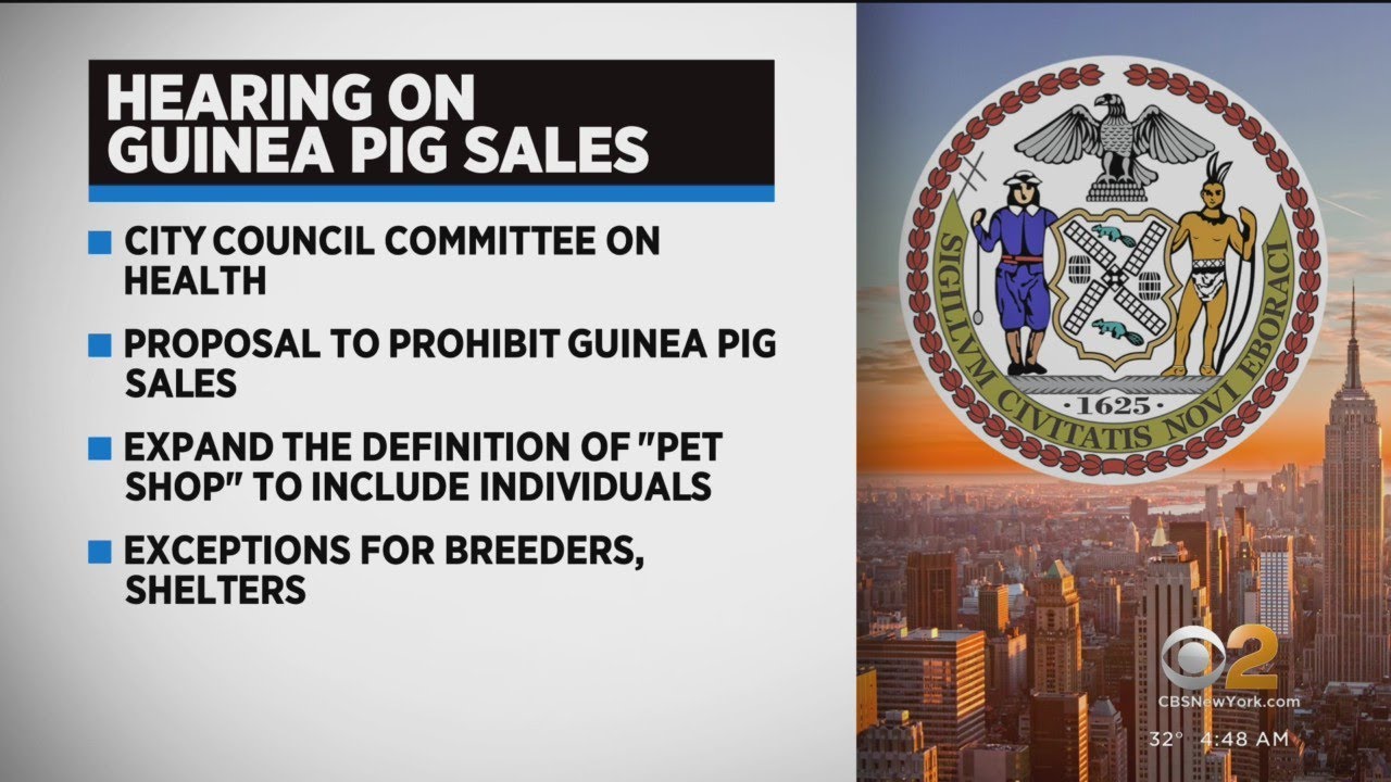 New York. Hearing to decide if guinea pigs can be kept as pets