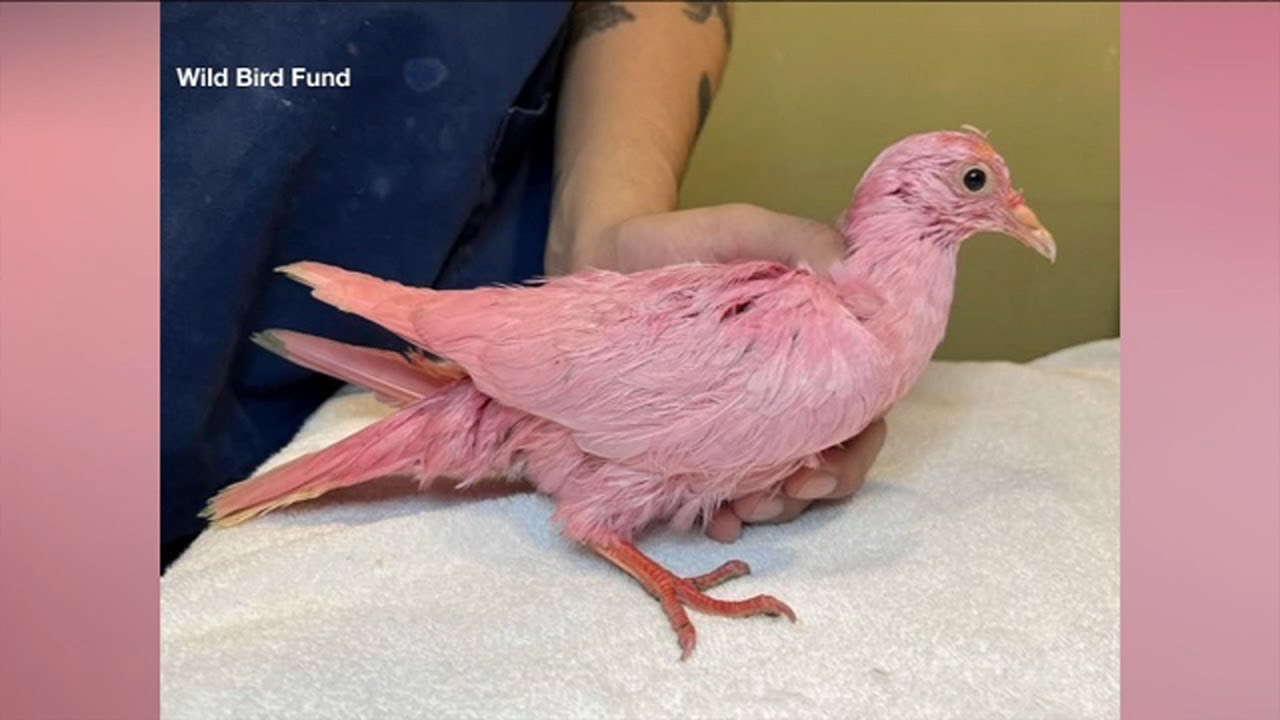 Pink pigeon found in Manhattan struggling to recover