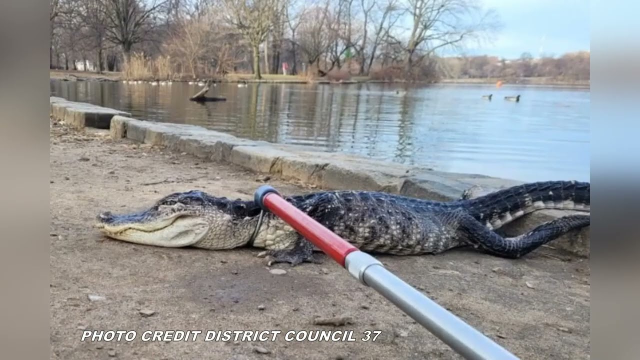 Alligator rescued from Prospect Park Lake